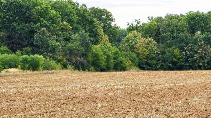 Ciofliceni The Forest Collection -LOT 500mp- Strada asfaltata Padurea Snagov